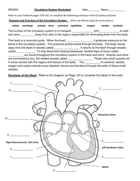 the circulatory system worksheet fill in the blanks answers